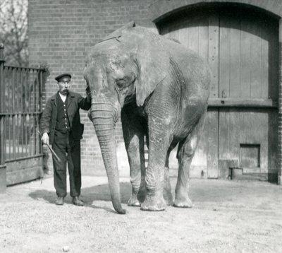 Éléphant africain, 